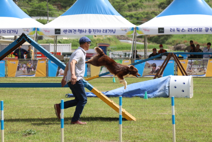 진도개 페스티벌